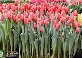 Tulipa Masha ® (2)